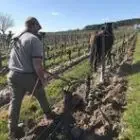 Domaine Ménard | Vin bio de Bourgueil.