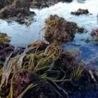 Sarl Biocean