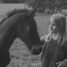 Equidys- Elevage d'IO