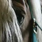 EQUAE - Delphine DE CADOLLE