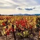 Domaine de l'Olivier