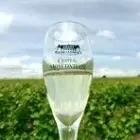 Caveau du Château Moncontour - Vignobles Feray