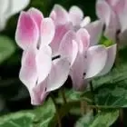 Hortigard