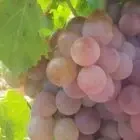 Les Clos Perdus