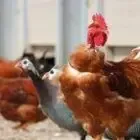 La Ferme Fabiole