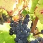 Château POUYAU DE BOISSET-agriculture biologique