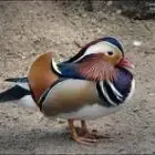 Gite du Mandarin