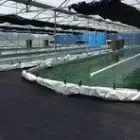 Spiruline Pointe Argent