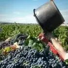 Cave Cooperative Les Vignerons de Pignan