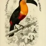 Eurl Carlin