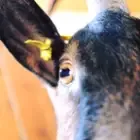 La ferme des maquis