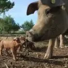 La Ferme de Figueirole