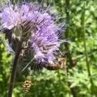 Au Vent des Abeilles