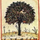 Le Goût des arbres