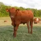 GAEC Rapenne, Ferme de La Charme