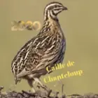 Cailles de Chanteloup