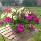 Au potager de Lanneau