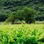 Clos Constantin