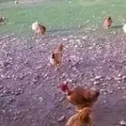 Ferme de Chabrat
