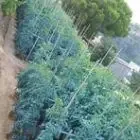 La taula légumes bio