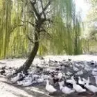La Ferme des Allobroges