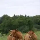 La Ferme O'limousine