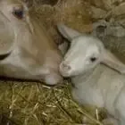 La ferme de Tarbes