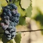 Domaine du Poujol