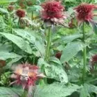 Le jardin des Simples du Mondareix