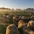 LA FERME DE PAULINE