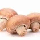 S.A.S LES CHAMPIGNONS DE CUSSANGY