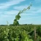 Clos Grange-Vieille