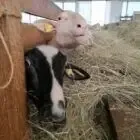 La Ferme des Pins