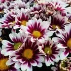 Dumont Horticulture