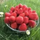 Les fraises et légumes de chez nous