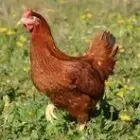Frier Louis - Ferme Avicole Frier