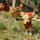 La Ferme de Sauvé