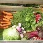 Le potager bio