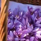 Safran du Pays Romantique