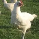 La Ferme Josserand