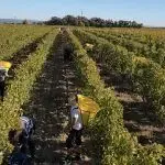 Domaine Du Haut Montlong