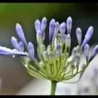 horticulteur spilers