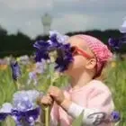Bourdillon Iris