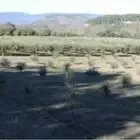 La Terre des Fieux - Huile d'olive