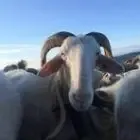 Au mas des Basco - FROMAGES ET YAOURTS BREBIS ROANNE