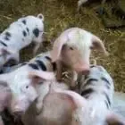 La petite ferme de Sam et Alex