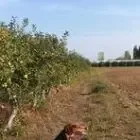 EARL Les Fruits de la Masure - Rémi JAVOY