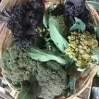 Les Jardins de Pimba