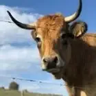 Les vaches à Ludo