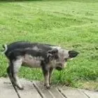 GLAZIK MANGALITZA